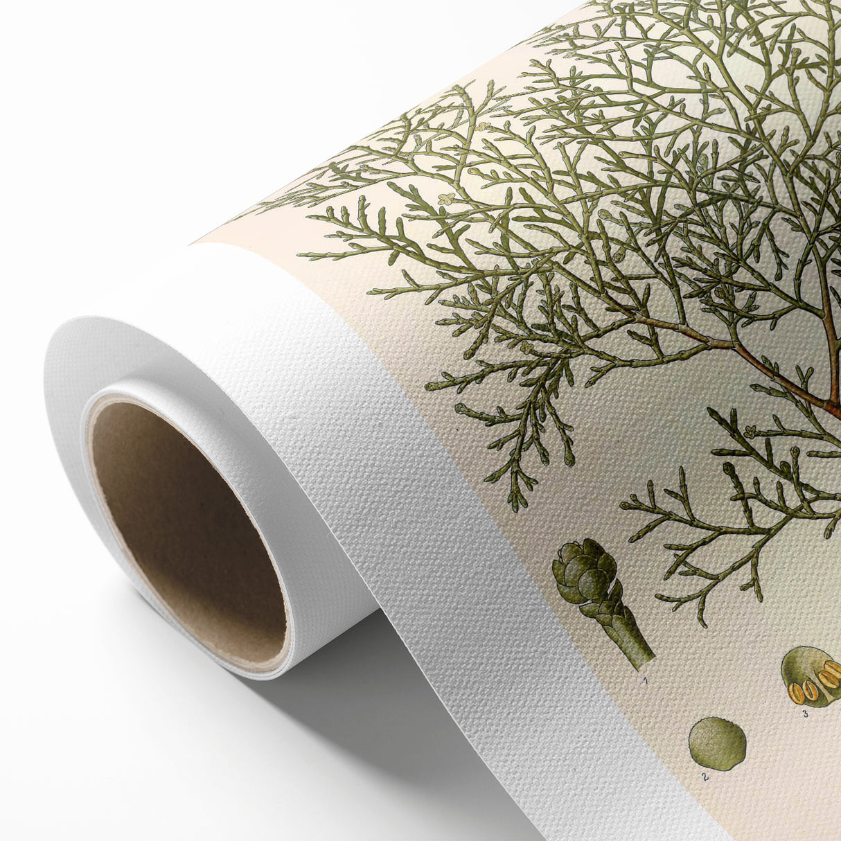 Botanical Art Prints: Vintage Callitris Quadrivalvis Illustration