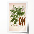 Botanical Art Prints: Tamarindus Indica Vintage Illustration