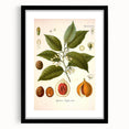 Botanical Art Prints: Myristica Fragrans Vintage Illustration
