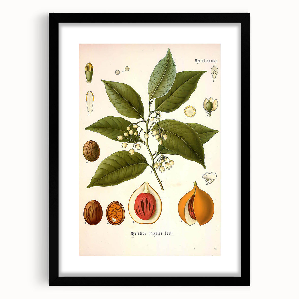 Botanical Art Prints: Myristica Fragrans Vintage Illustration