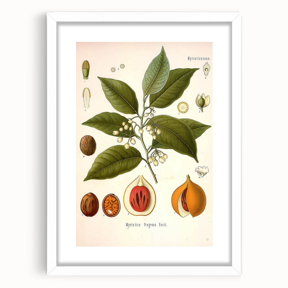 Botanical Art Prints: Myristica Fragrans Vintage Illustration