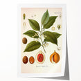 Botanical Art Prints: Myristica Fragrans Vintage Illustration