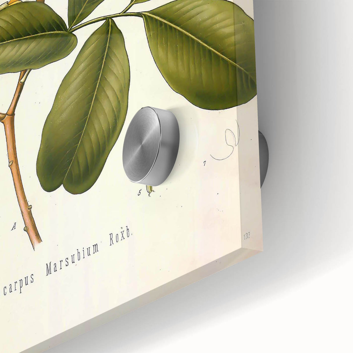 Botanical Art Prints: Pterocarpus Marsupium Vintage Illustration