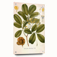 Botanical Art Prints: Pterocarpus Marsupium Vintage Illustration