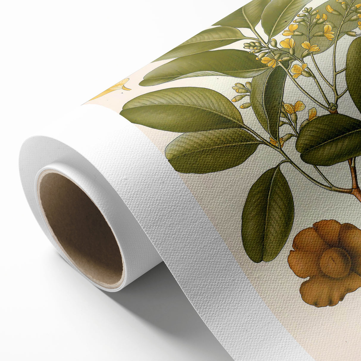 Botanical Art Prints: Pterocarpus Marsupium Vintage Illustration