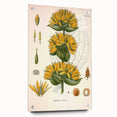 Botanical Art Prints: Gentiana Lutea Vintage Illustration