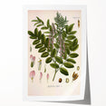 Botanical Art Prints - Vintage Glycyrrhiza Glabra Illustration