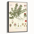 Botanical Art Prints - Vintage Arctostaphylos Uva Ursi Illustration