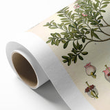 Botanical Art Prints - Vintage Arctostaphylos Uva Ursi Illustration