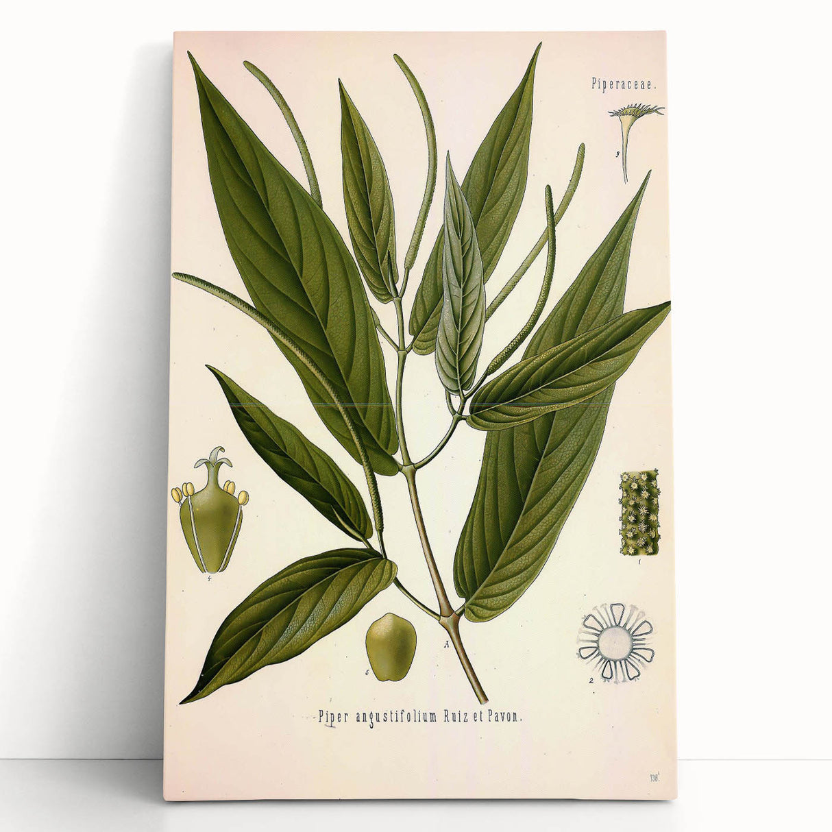 Botanical Art Prints - Vintage Piper Angustifolium Illustration