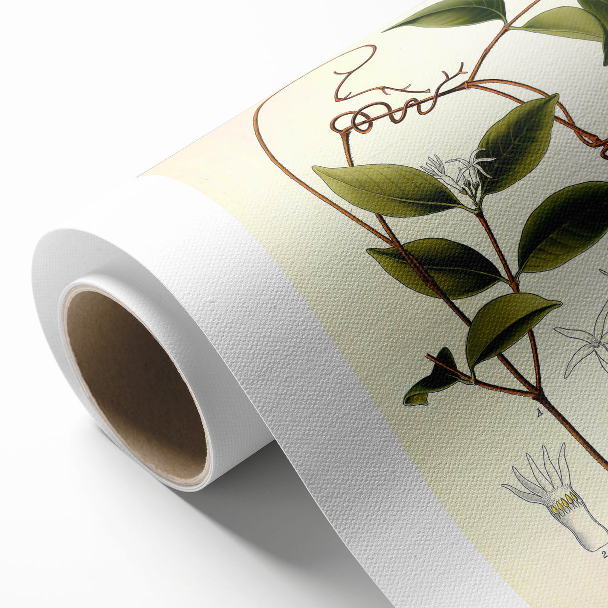 Vintage Botanical Illustration of Landolphia Vine Art Print