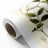Vintage Botanical Illustration of Landolphia Vine Art Print