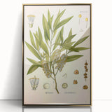Vintage Botanical Illustration of Melaleuca Art Print