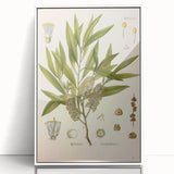 Vintage Botanical Illustration of Melaleuca Art Print