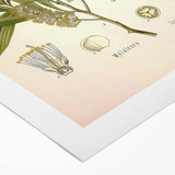 Vintage Botanical Illustration of Melaleuca Art Print