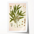 Vintage Botanical Illustration of Melaleuca Art Print