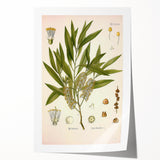Vintage Botanical Illustration of Melaleuca Art Print