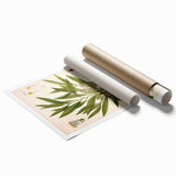 Vintage Botanical Illustration of Melaleuca Art Print