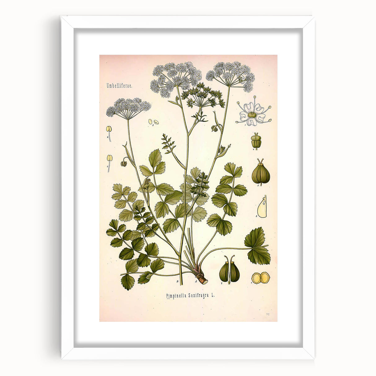Vintage Botanical Illustration of Pimpinella Plant Art Print