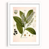 Vintage Botanical Illustration of Prunus Plant Art Print