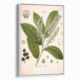 Vintage Botanical Illustration of Prunus Plant Art Print
