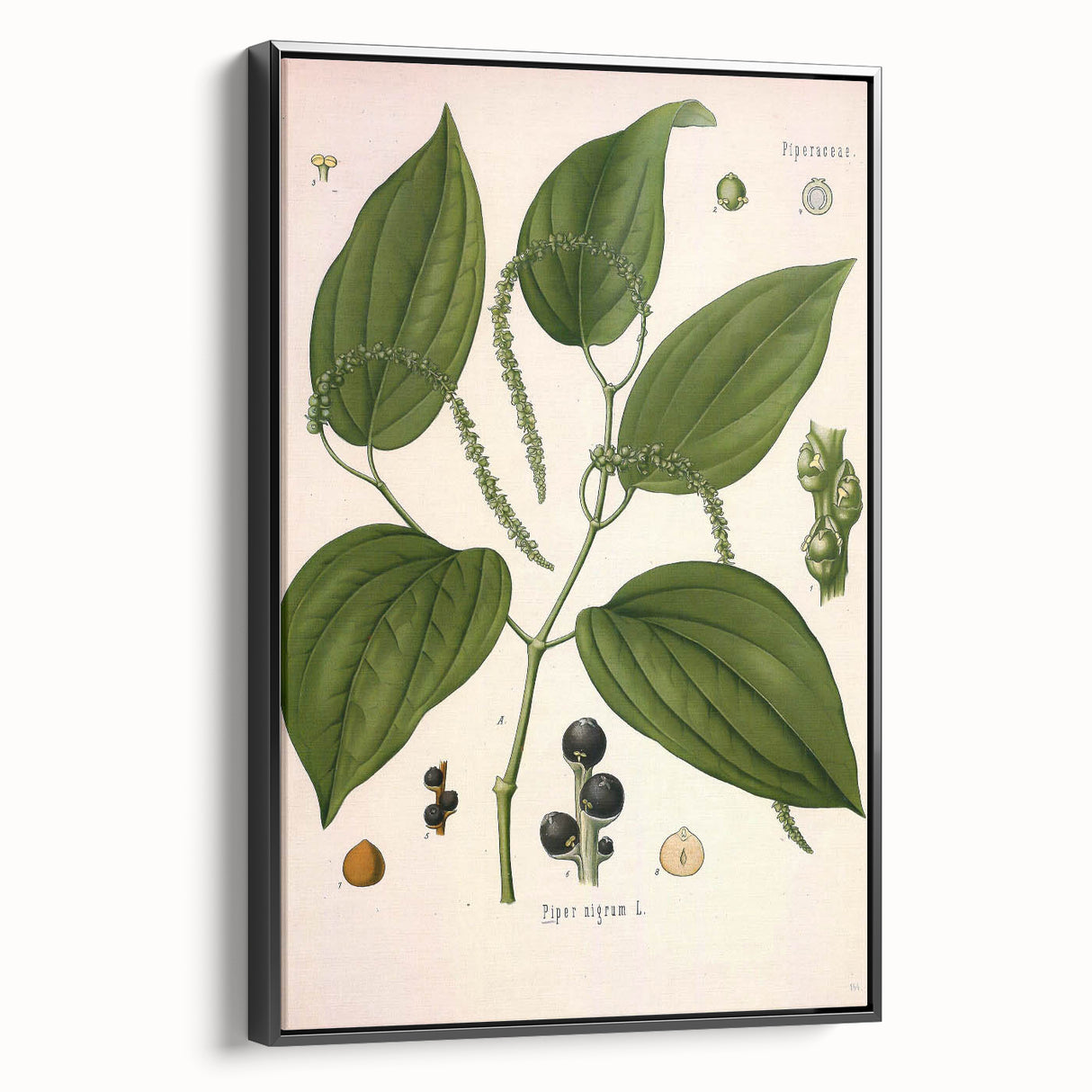 Vintage Botanical Illustration of Piper Plant Art Print