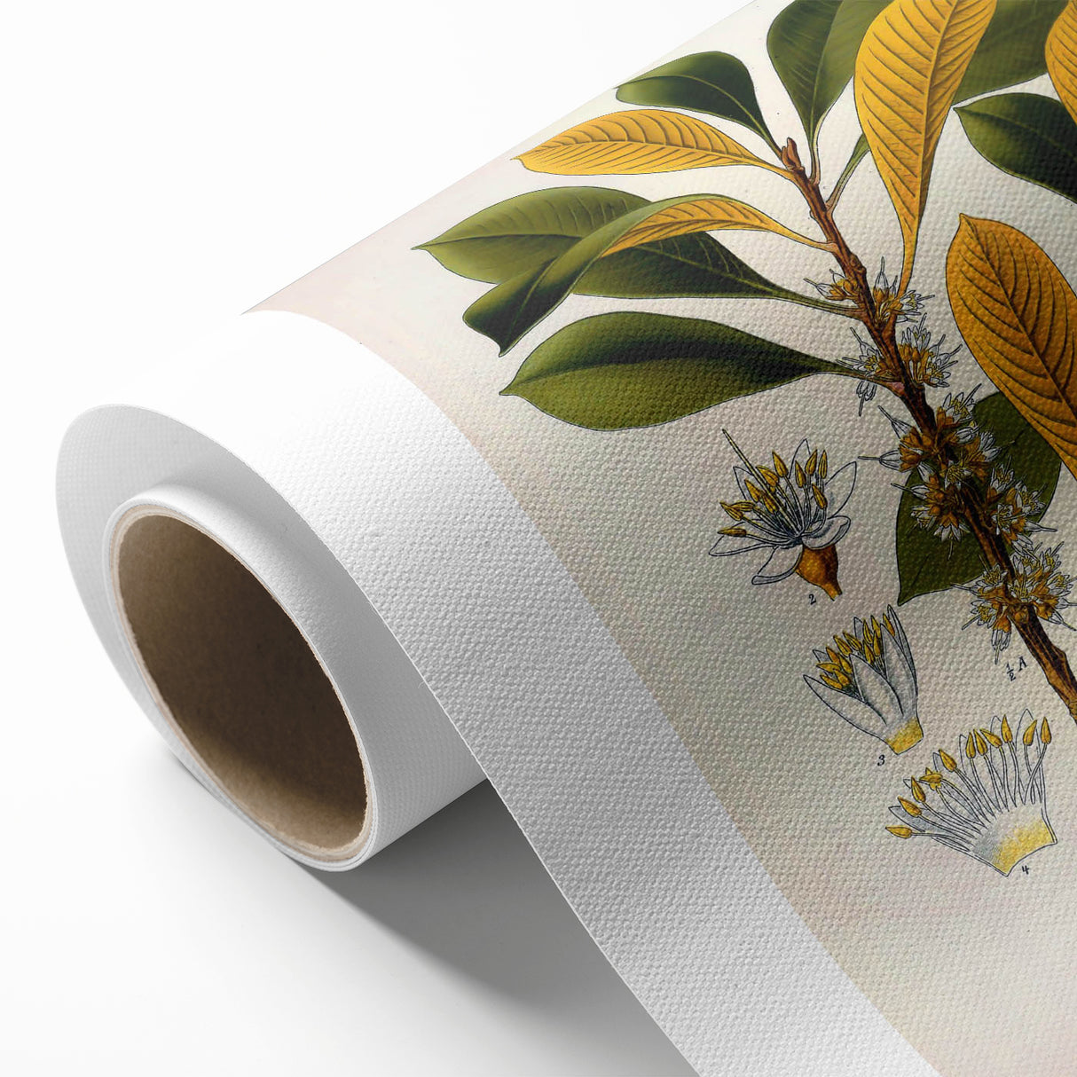Vintage Botanical Illustration Art - Palaquium Gutta Burck Plant Print