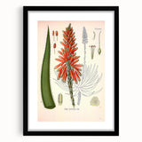 Vintage Botanical Illustration of Aloe Plant Art Print
