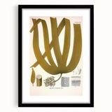 Vintage Botanical Illustration of Laminaria Plant Art Print