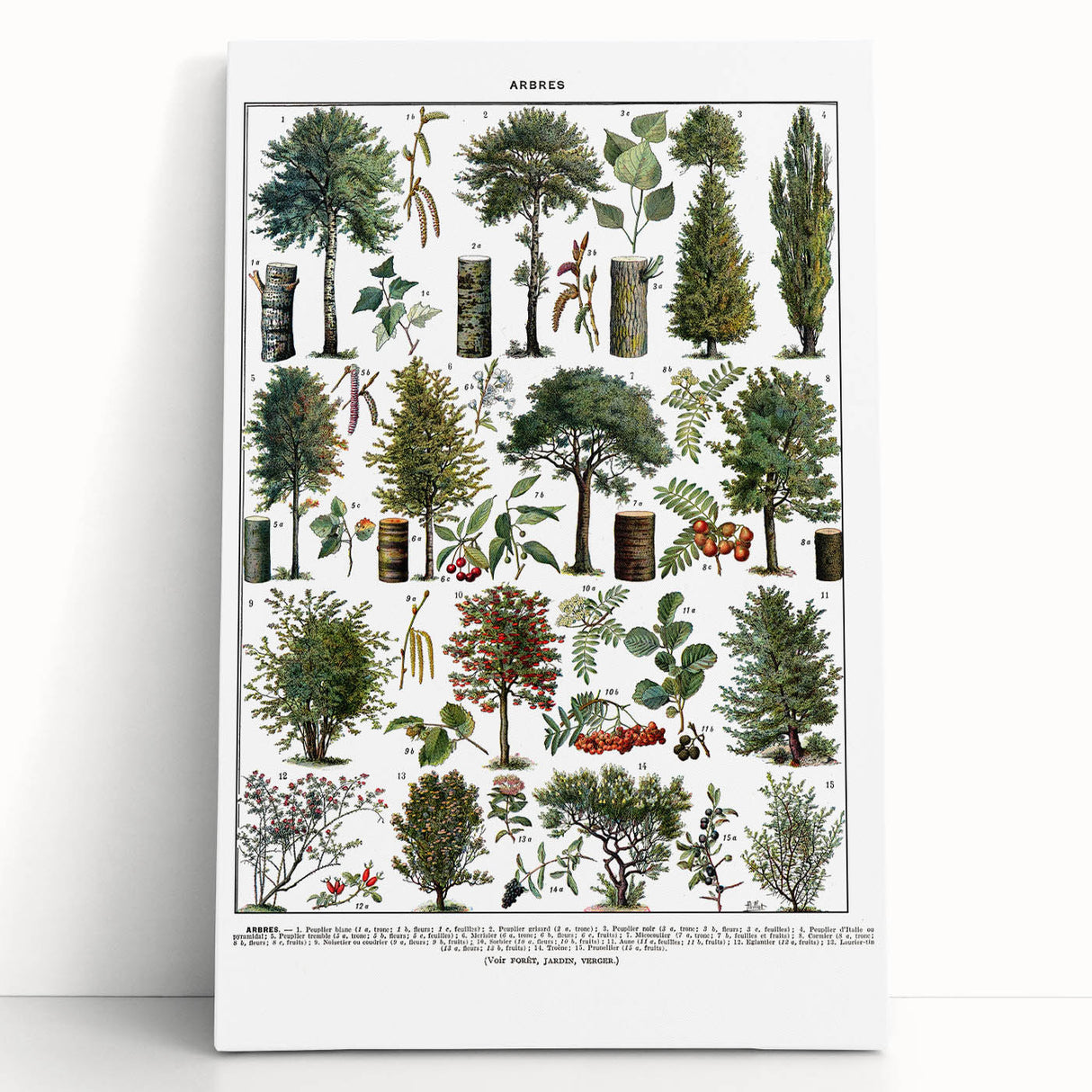 Vintage Botanical Illustration of Diverse Trees Art Print