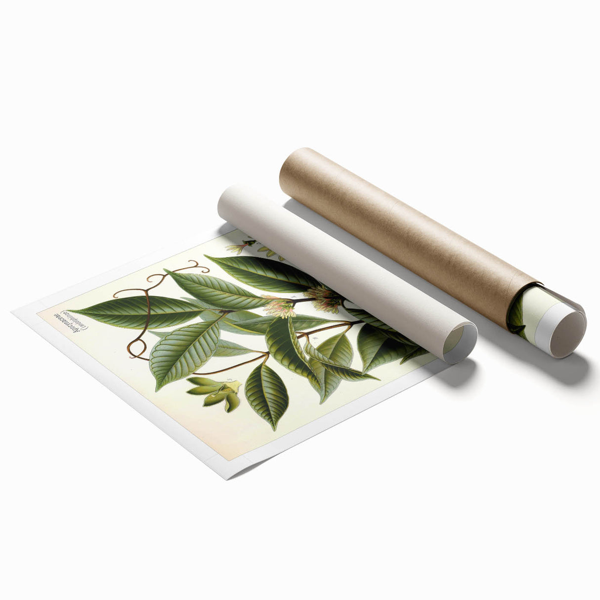 Vintage Botanical Illustration of Willoughbya Plant Art Print