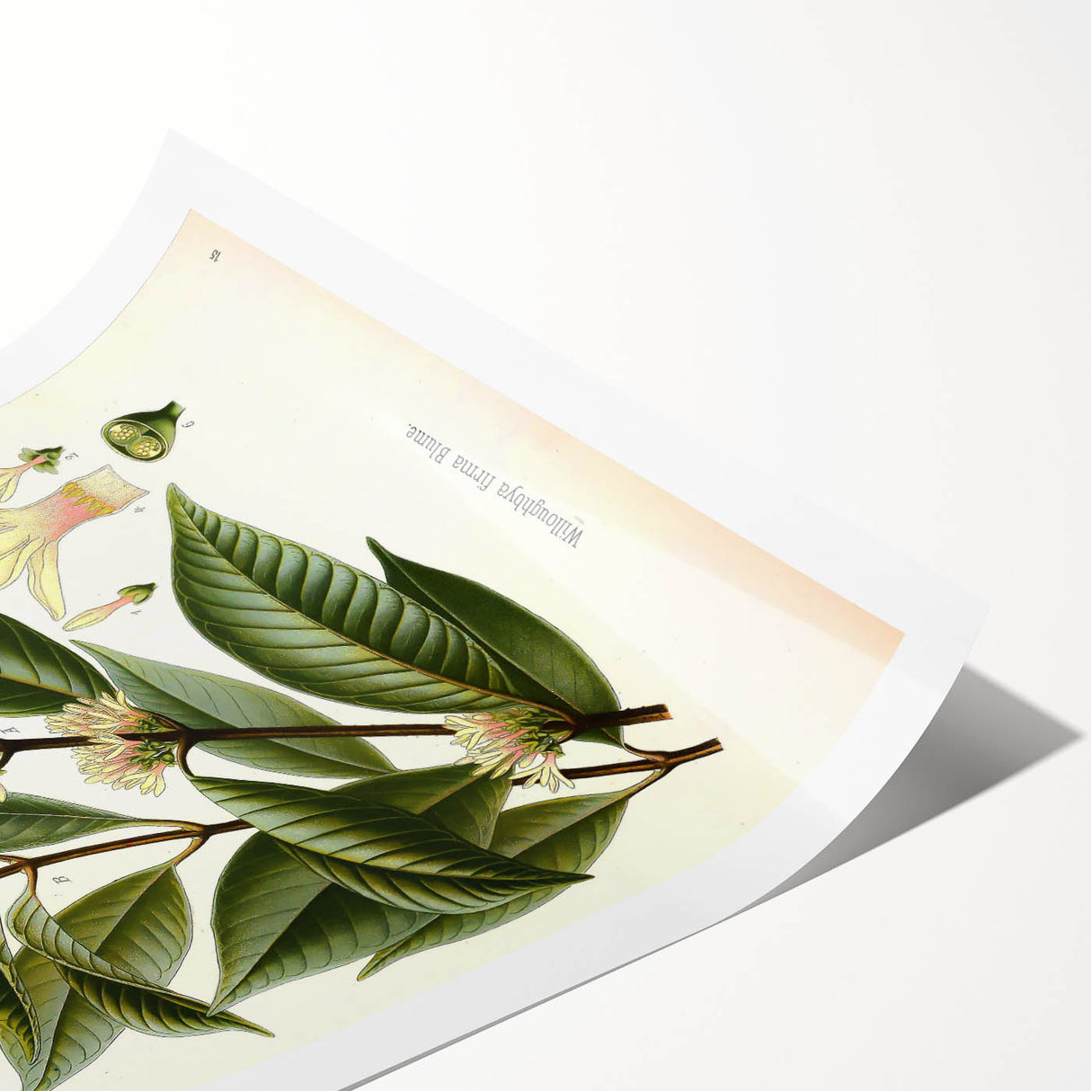 Vintage Botanical Illustration of Willoughbya Plant Art Print