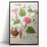 Vintage Botanical Illustration of Ipomoea Plant Art Print