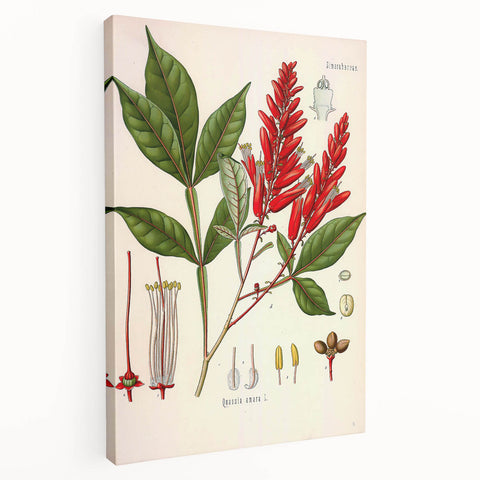 Vintage Botanical Illustration of Quassia Plant Art Print