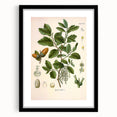 Vintage Botanical Illustration of Quercus Plant Art Print
