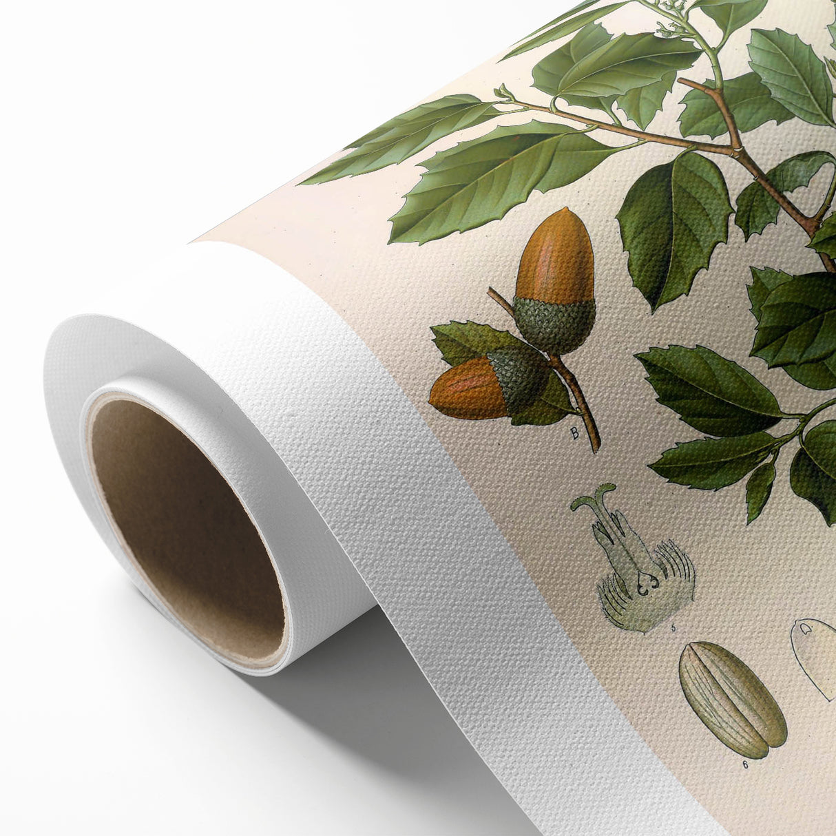 Vintage Botanical Illustration of Quercus Plant Art Print