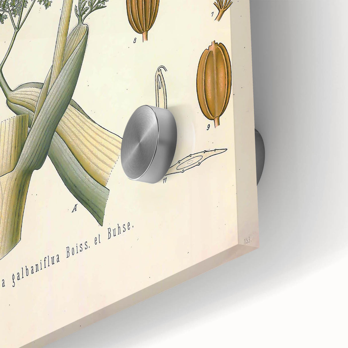 Vintage Botanical Illustration of Ferula Plant Art Print