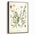 Vintage Botanical Art Print - Anthemis Arvensis Wild Chamomile