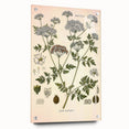 Vintage Botanical Illustration of Conium Plant Art Print