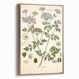 Vintage Botanical Illustration of Conium Plant Art Print