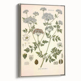 Vintage Botanical Illustration of Conium Plant Art Print