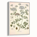 Vintage Botanical Illustration of Conium Plant Art Print