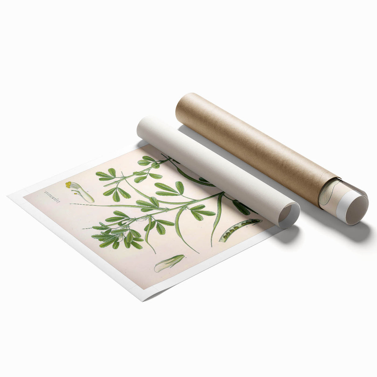 Vintage Botanical Illustration of Fenugreek Plant Art Print