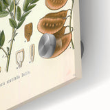 Vintage Botanical Illustration of Cassia Plant Art Print