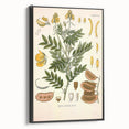 Vintage Botanical Illustration of Cassia Plant Art Print