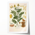 Vintage Botanical Illustration of Cassia Plant Art Print