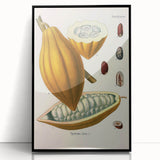 Vintage Botanical Illustration of Cacao Pod Art Print