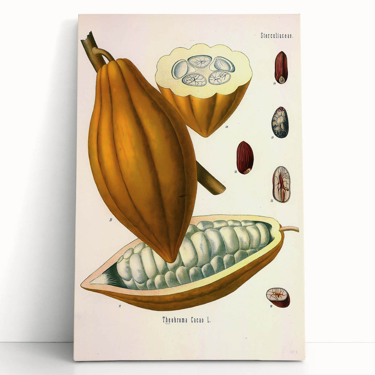 Vintage Botanical Illustration of Cacao Pod Art Print