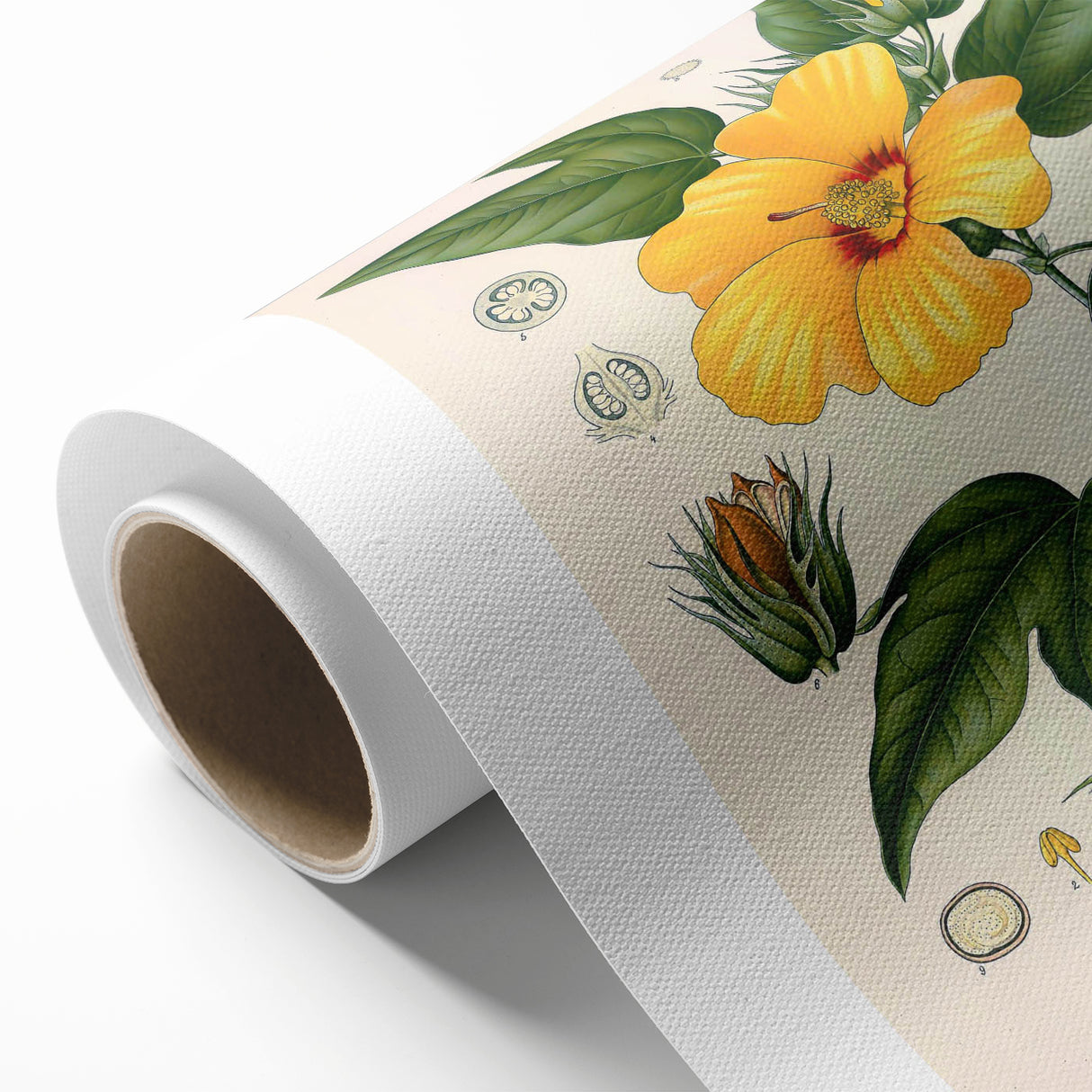 Vintage Botanical Illustration of Cotton Flower Art Print