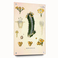 Vintage Botanical Illustration of Cactus Flower Art Print